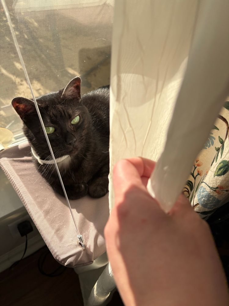 A black smoke cat with big green eyes gazes up at you from behind a curtain in her sunny window perch