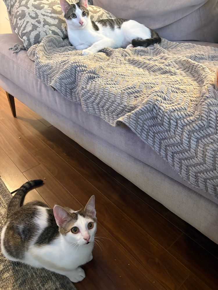 Two white kittens with black and brown tiger striped patches stare intently at an unknown subject. 