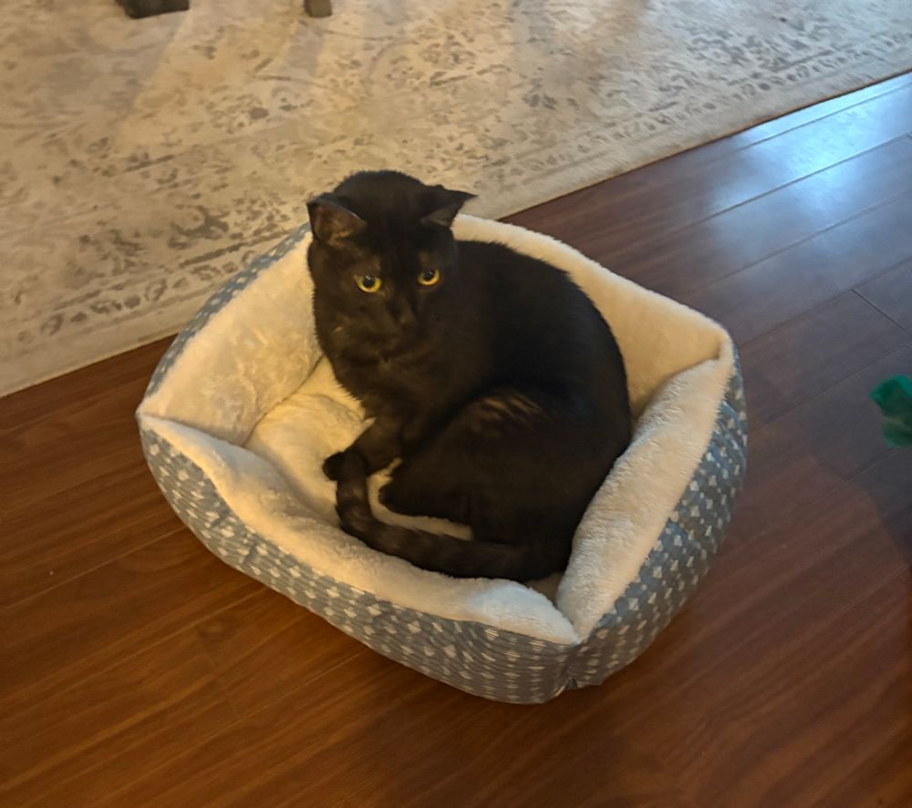 A 12-year-old black smoke cat is curled up in a soft blue pet bed 