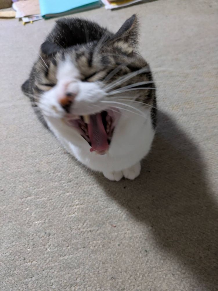 猫があくびをしている