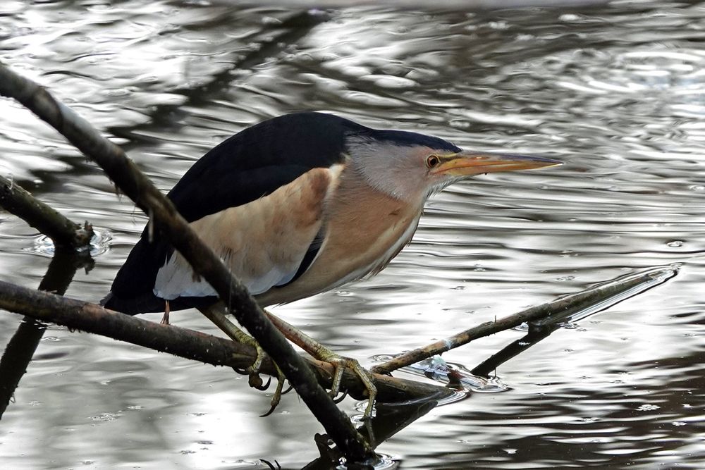 Little Bittern