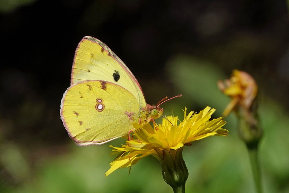 Pale Clouded Yellow
