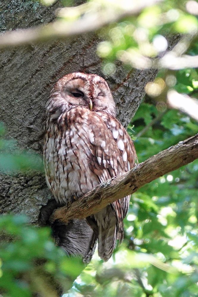 Tawny Owl