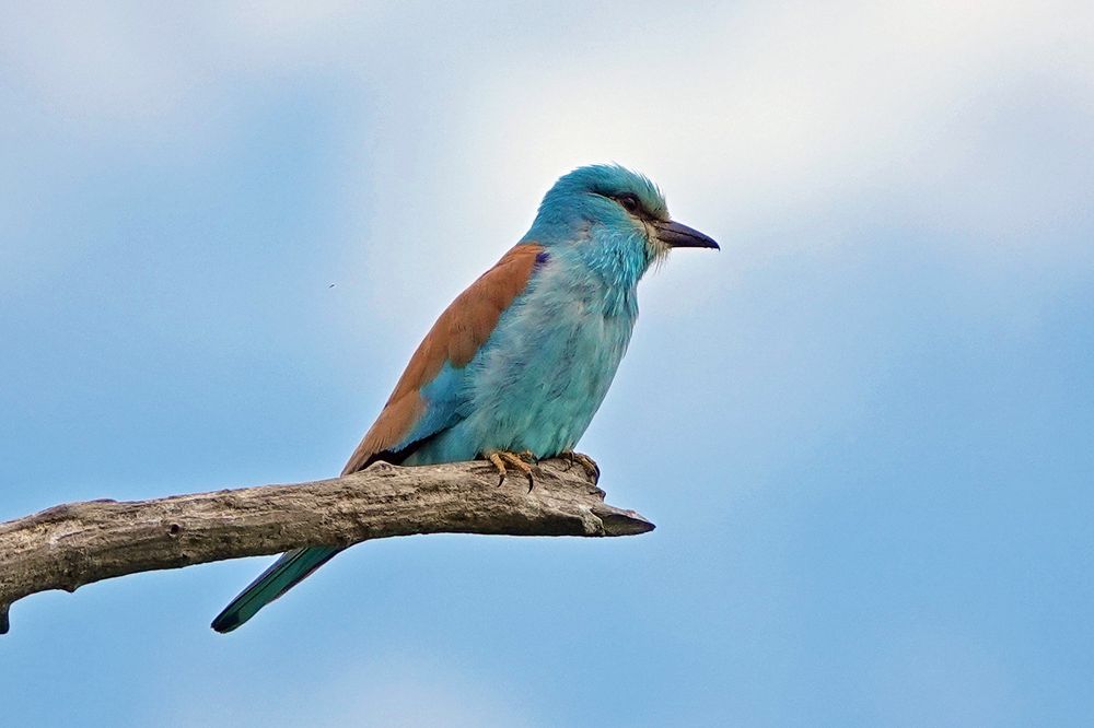 Roller