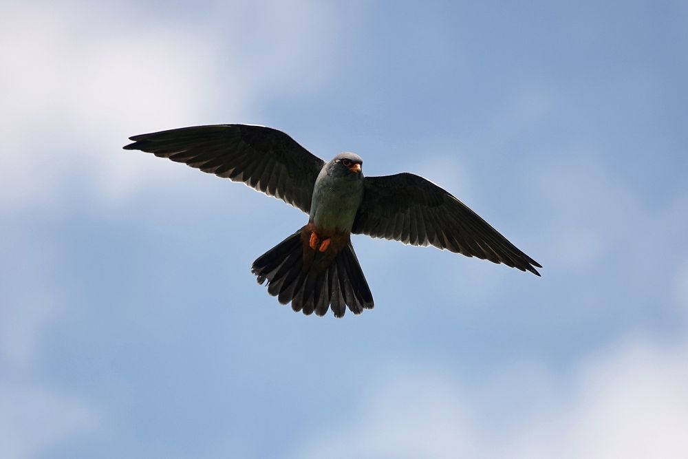 Red-footed Falcon