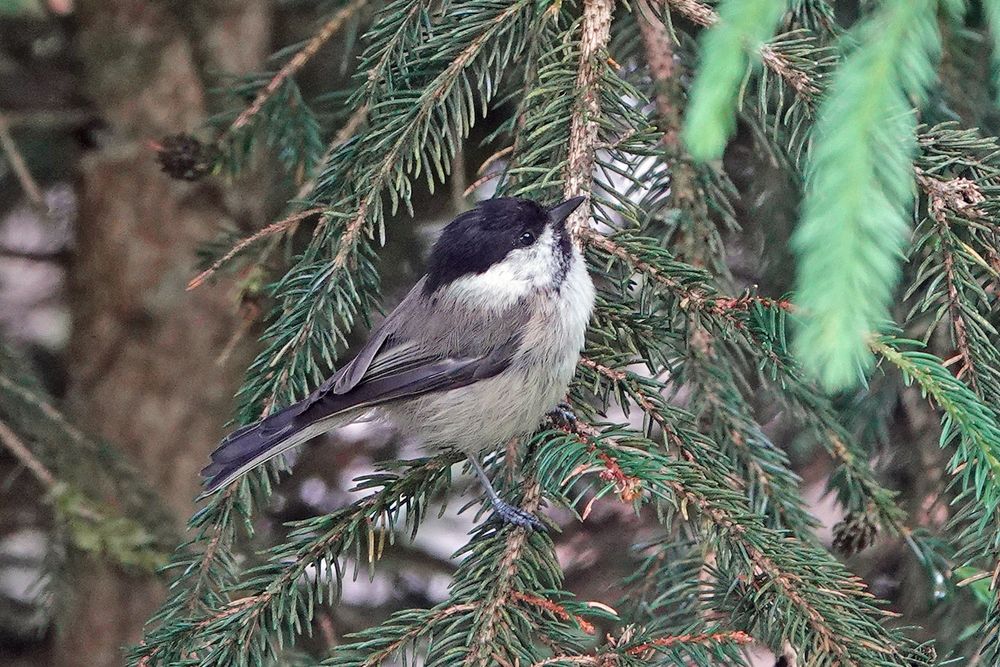 Willow Tit