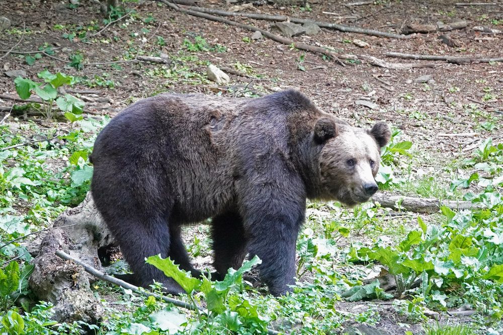 Brown Bear