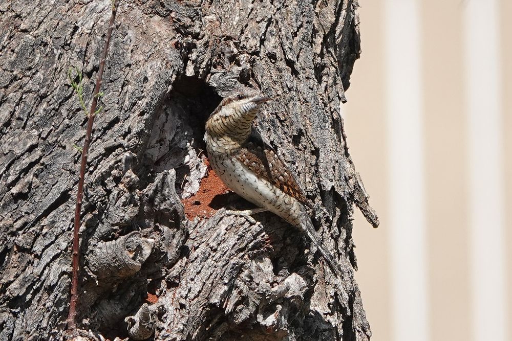 Wryneck