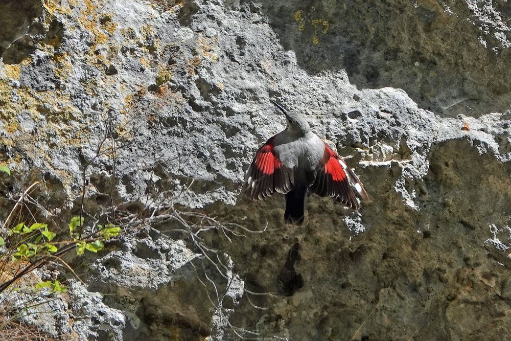 Wallcreeper