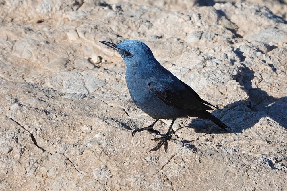 Blue Rock Thrush