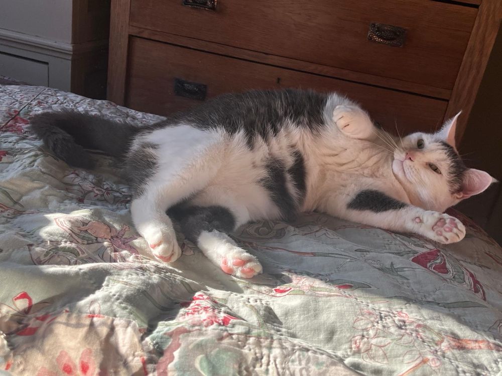 A photograph of a black and grey cat named Lily lounging on the bed and catching the sunlight