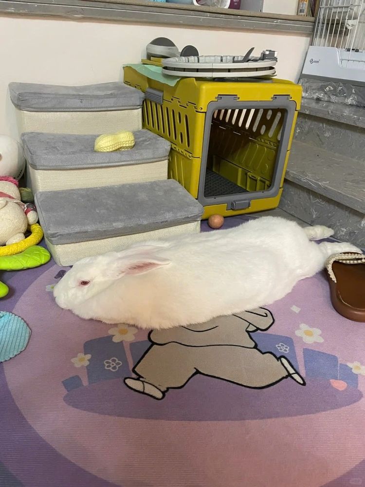 a very flat white rabbit 