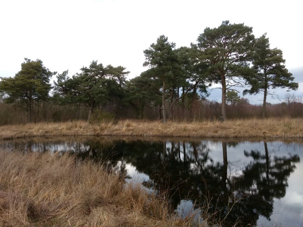 Image showing a landscape with a large pond/pool, trees, and brown grass surrounding it. World's End, Strensall Common.