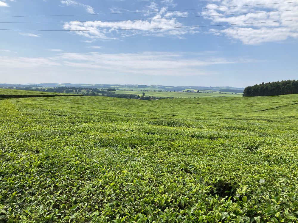 Tea plantation near Kericho. Tea as far as the eye can see.