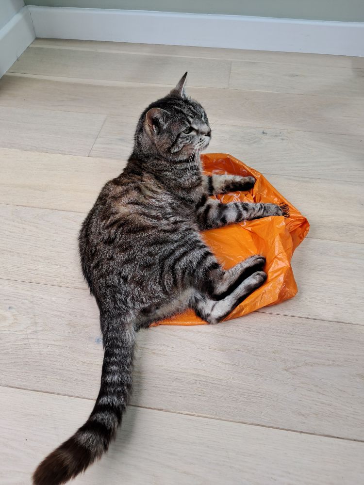 A big chunky cat absolutely loving sitting on a Sainsbury's Bag for Life.