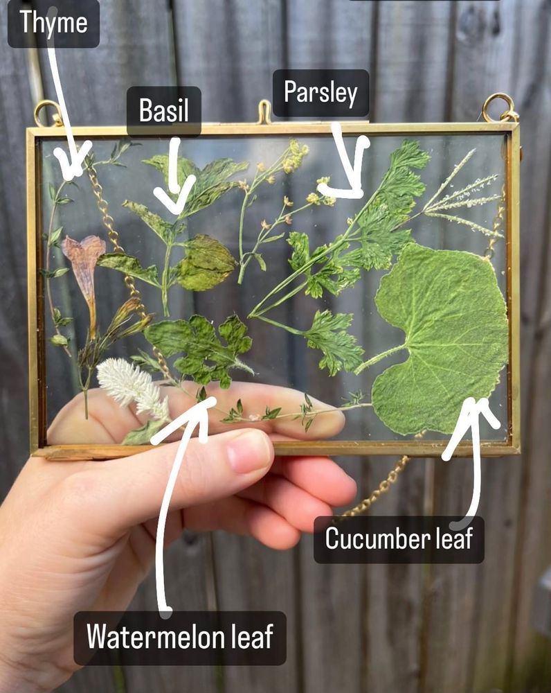 Watermelon leaf, cucumber leaf, basil, parsley and thyme dried and pressed in a glass frame