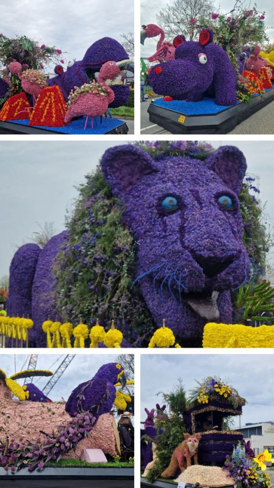 Blumencorso can de Bollenstreek, zieht von Nordwijk nach Haarlem, Niederlande

auf den Bildern sind aus Blumen nachgebildete Tiere
jeweils auf Umzugswagen und überlebensgroß

Bild oben links: Flamingo aus rosa Hyazinthen, dahinter 1 Hippo aus lila Hyazinthen

Bild oben rechts: umgekehrt
vorn lila Hippo, dahinter rosa Flamingo

Bild mittig:
liegender Löwe aus lila Hyazinthen
ca 2m hoch, ~5m lang

Bild unten links:
Papagei aus lila Hyazinthen

Bild unten rechts:
Ein Fuchs, ich weiß nicht mehr, aus welchen Blüten
im Hintergrund Hasen aus rosa Hyazinthen