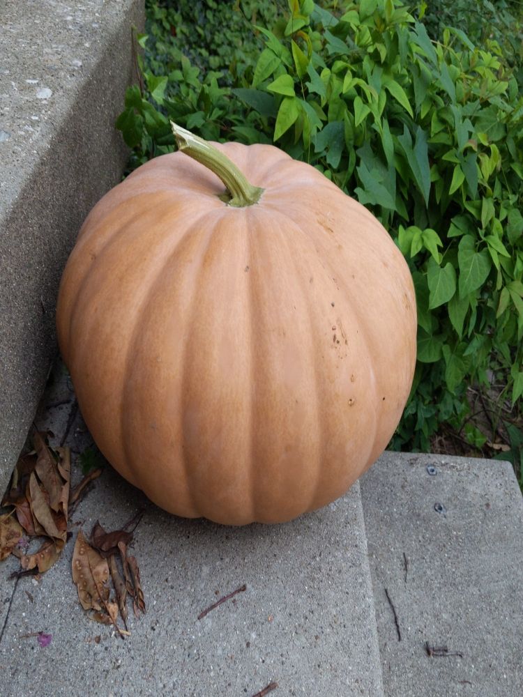 A big ass pumpkin, orange, but not like a carving pumpkin. A fancy AF pumpkin that some places would charge you $25 for.