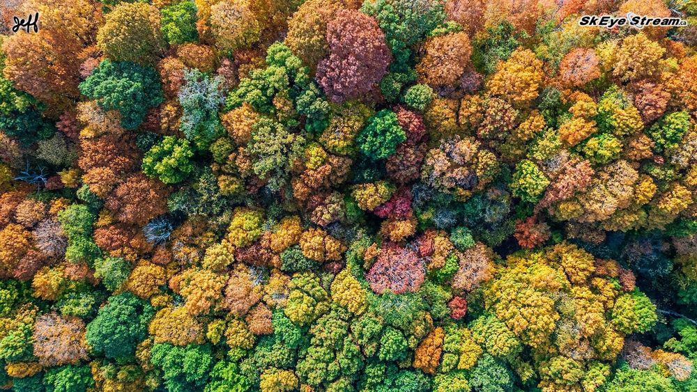 Colourful treetops shot from overhead by a drone. Creekford road in Kingston. 