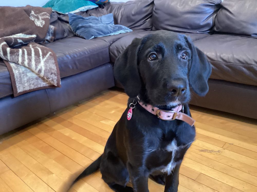 Cici, a back labrador retriever sits posing for the camera. 