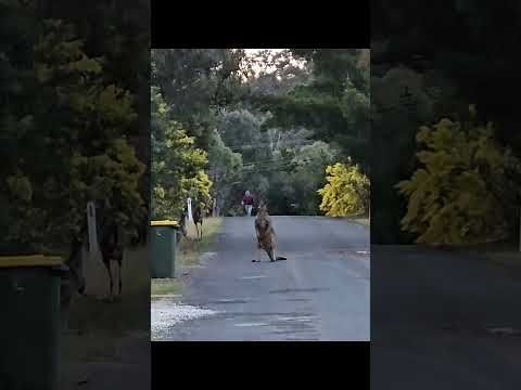 🦘 Kangaroo on the Road in NSW #Australia