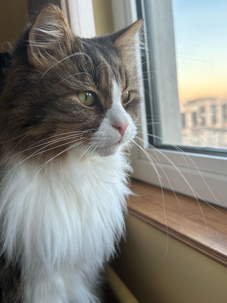 Fluffy cat with green eyes watching the sunset