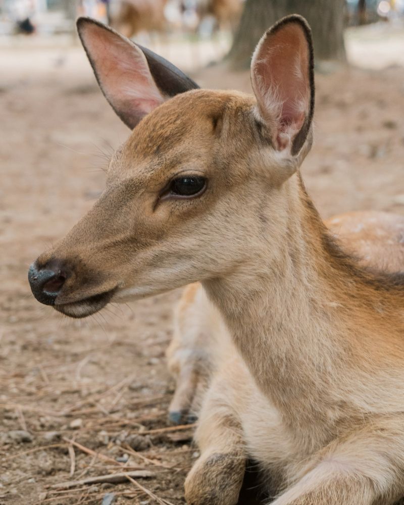 Retrato de un cervatillo