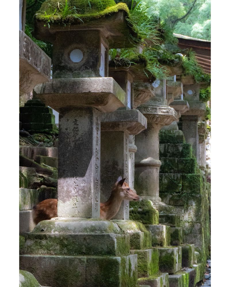 Se pueden ver varios faroles de piedra (Tōro) en fila. Están llenos de musgo y vegetación que crece en la propia piedra. 

Entre dos de los faroles, hay un cervatillo tumbado mirando al frente.