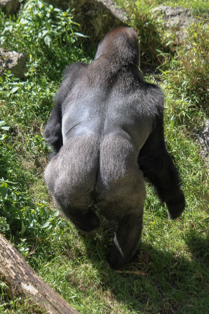 Ein Farbfoto im Hochformat. Ein Gorilla geht im Gras von der Kamera weg. Das Bild ist von oben aufgenommen.