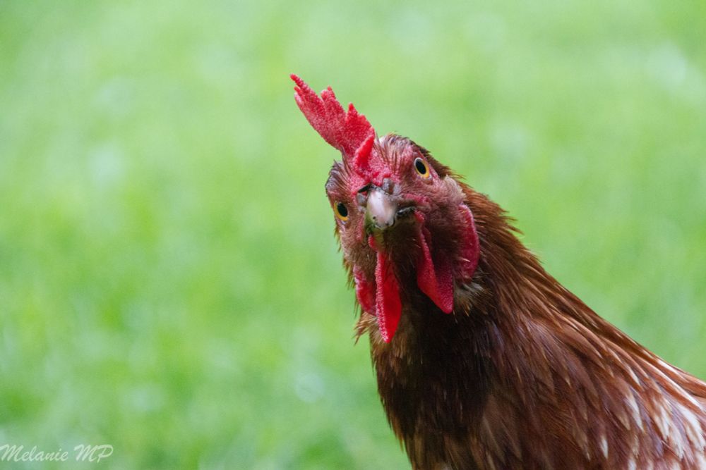 Ein Farbfoto im Querformat. Ein Huhn im Portrait das von rechts ins Bild guckt mit gestrecktem Hals 
