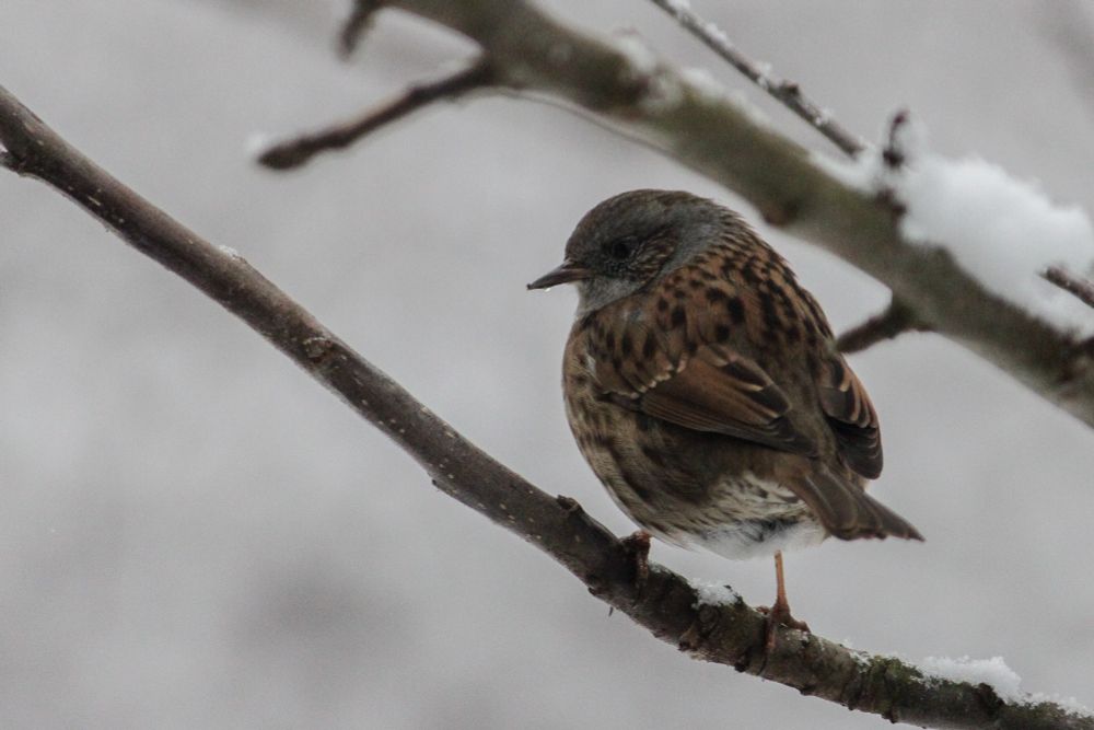 Ein Farbfoto im Querformat. Ein kleiner brauner Vogel sitzt auf einem Ast mit Schnee, mit dem Popo zur Kamera 