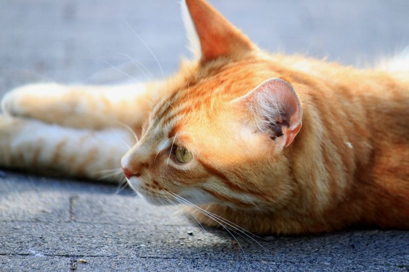 Ein Farbfoto im Querformat. Eine liegende Katze im Portrait. Man sieht den Kopf der nach links guckt und die Vorderpfoten. Sie liegt auf Pflastersteinen. 