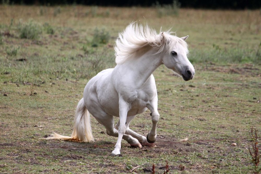 Ein Farbfoto im Querformat. Ein weißes Pferd ist im Aufstehen begriffen, auf einer kargen Wiese 