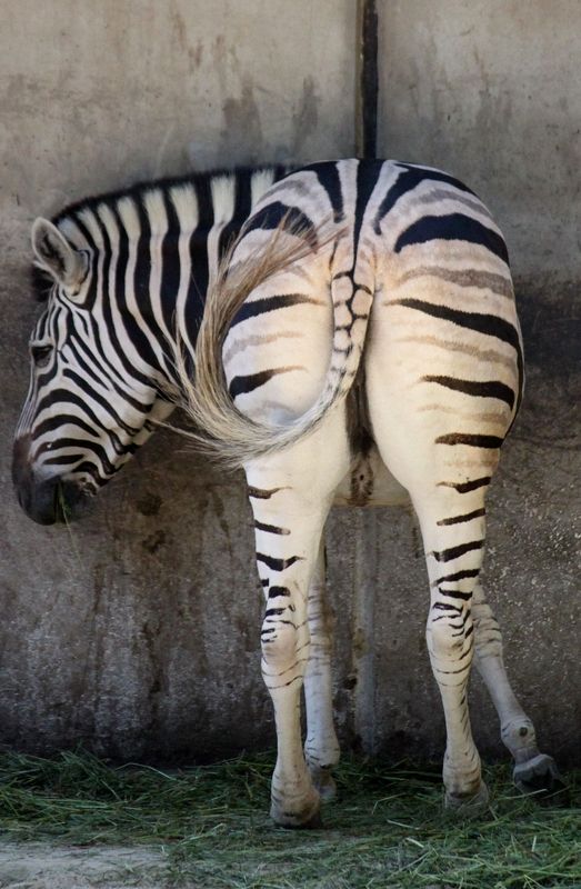 Ein Farbfoto im Hochformat. Ein Zebra steht vor einer Beton Wand, mit dem Popo zur Kamera und blickt über die linke Schulter nach hinten 