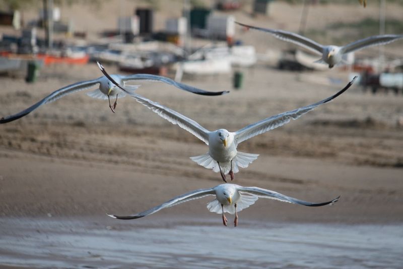 Ein Farbfoto im Querformat. Vier Möwen fliegen über einen Strand hinweg auf die Kamera zu