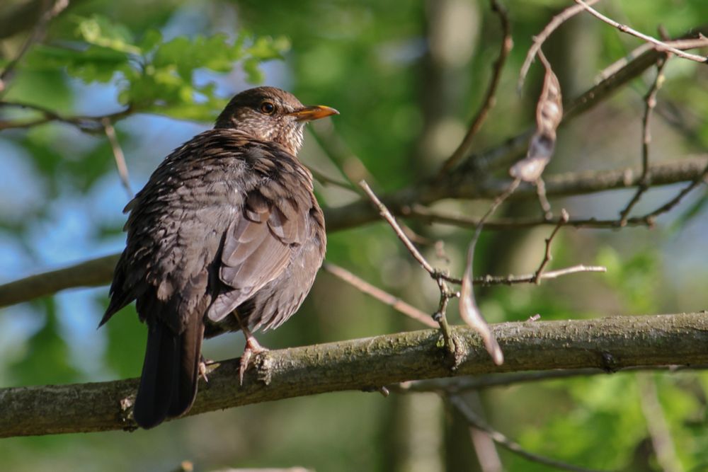 Ein Farbfoto im Querformat. Ein brauner Vogel sitzt auf einem Ast mit dem Popo zur Kamera und blickt über seine rechte Schulter zurück 