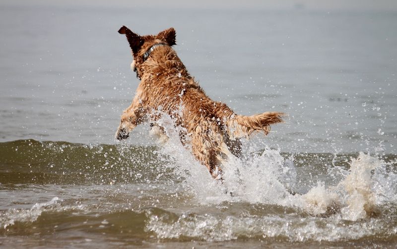 Ein Farbfoto im Querformat. Ein golden Retriever springt planschend ins Meer bei sehr geringen Wellen 