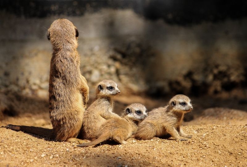 Ein Farbfoto im Querformat. Ein erwachsenes Erdmännchen mit drei Kindern sitzen im Sand. Das erwachsene Tier sitzt aufrecht und sieht sich um