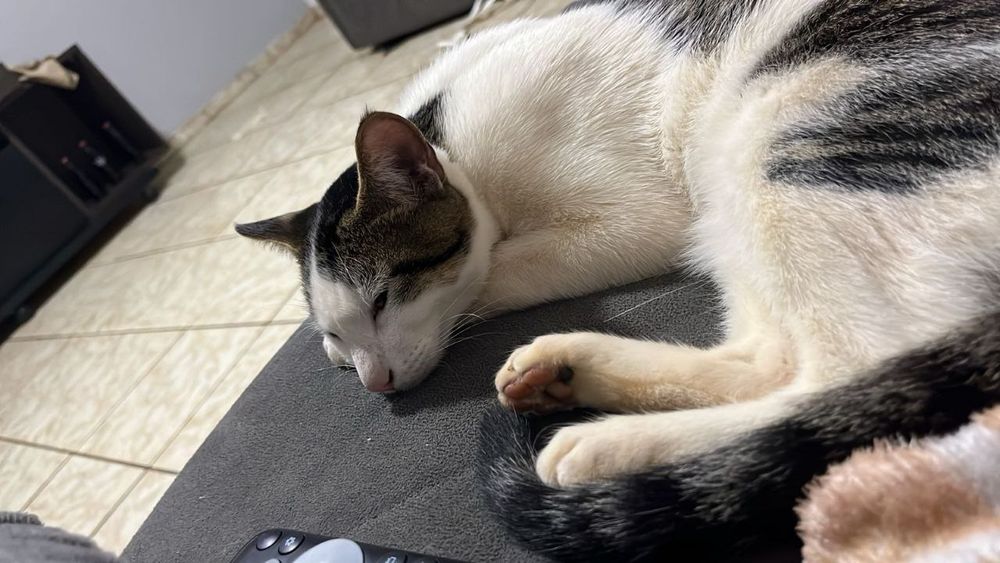 Uma imagem de um gato (chamado gordinho) deitado em um sofá, quase dormindo. Ajudem o gordinho. 