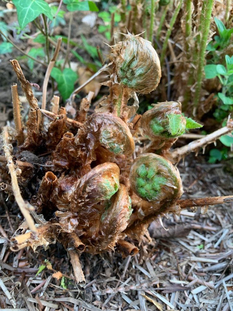 Fresh green unfurling fern. Beautiful.