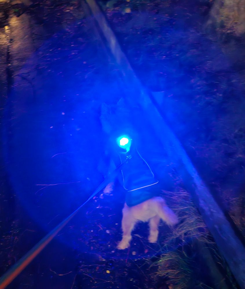 A wee cairn terrier out on a walk, successfully wrangled into winter jacket. The blue light on his back is captured as a halo by the camera, giving something of a UFO vibe