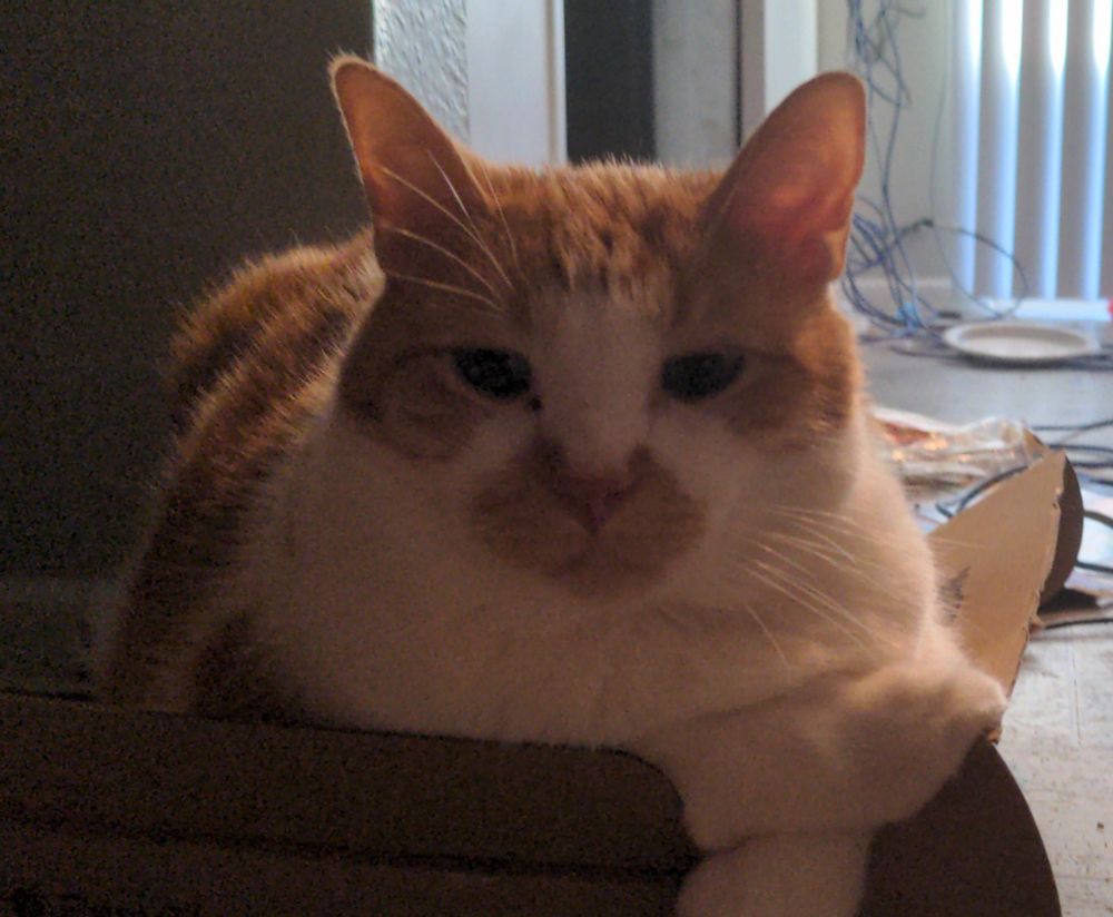Orange and white tabby laying on top of a cardboard box, his paws are crossed, he is looking blankly towards the camera and you can see his big whiskers