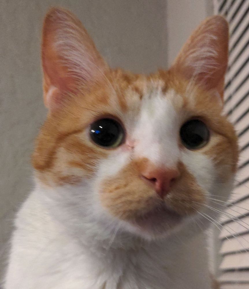 Close up of an orange and white tabby with his ears straight up and big baby eyes