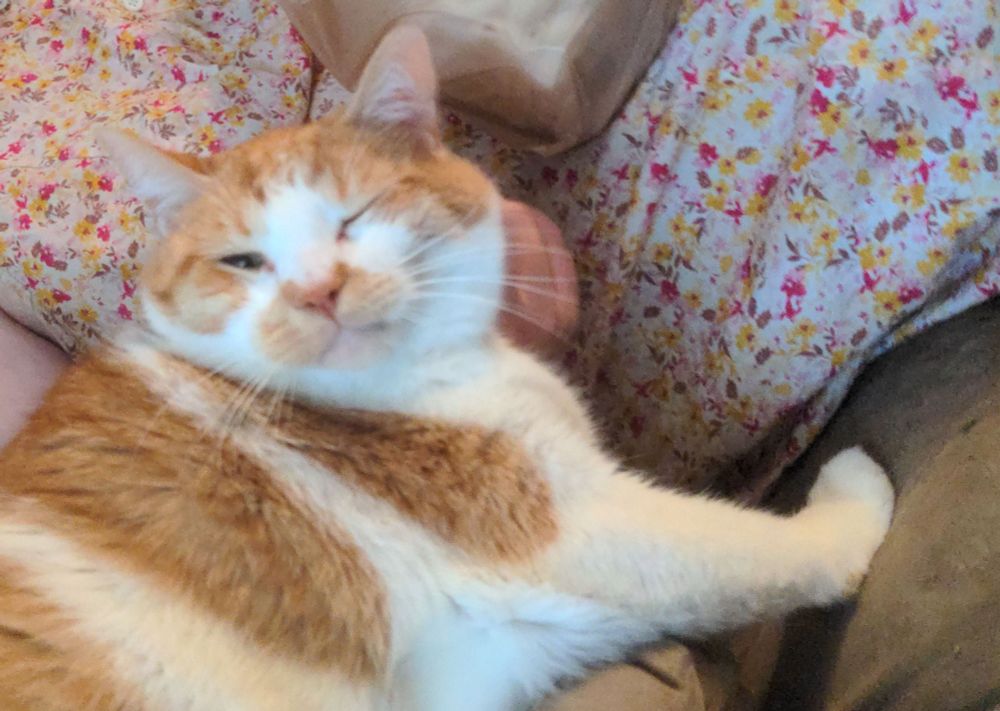 Orange and white tabby being pet on his neck and closing one of his eyes, his head looks very wide