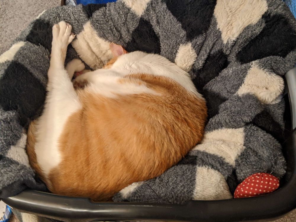 Orange and white tabby curled up on his blanket with his soft red plush mouse "mousie"