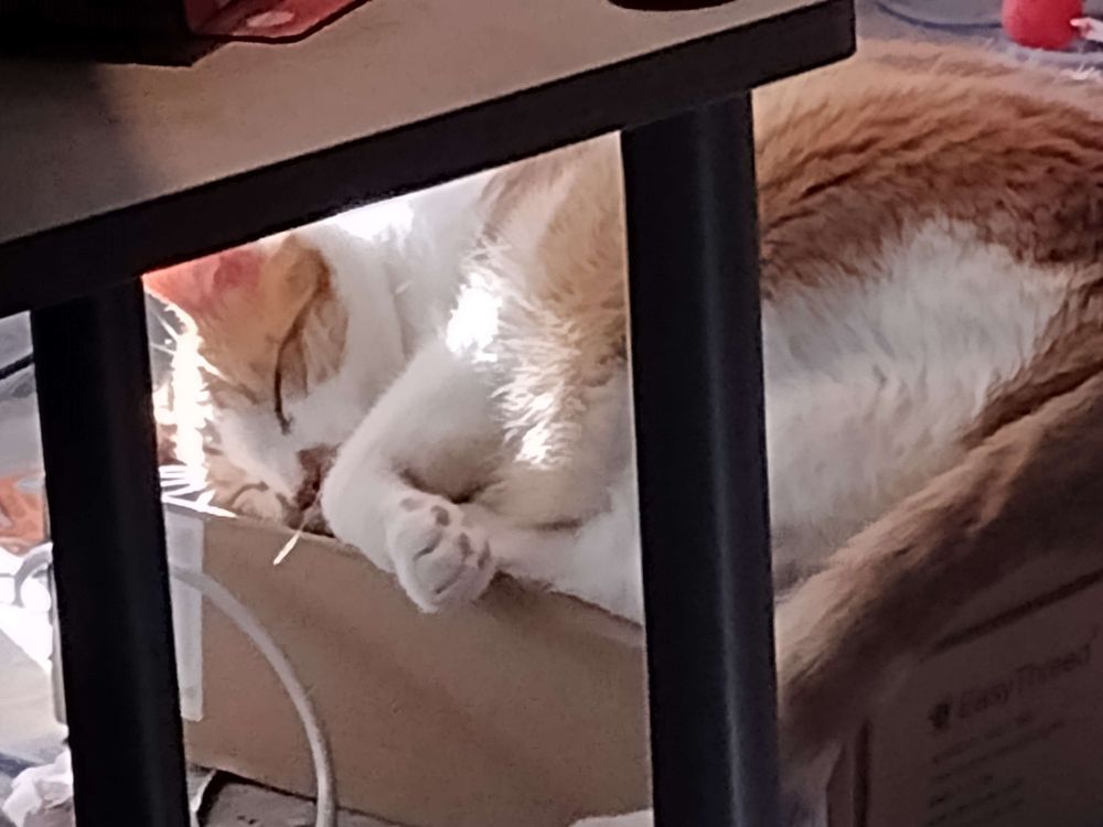 Orange and white tabby laying on his side on a cardboard box, he has his eyes closed and his paw folded up