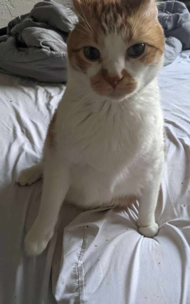 Orange and white tabby halfway sitting halfway standing on a bed looking silly at the camera