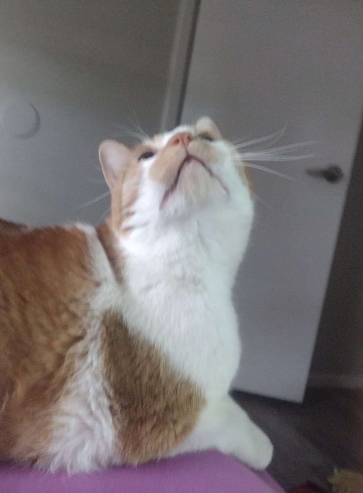 Orange and white tabby laying on a purple bedsheet looking directly up
