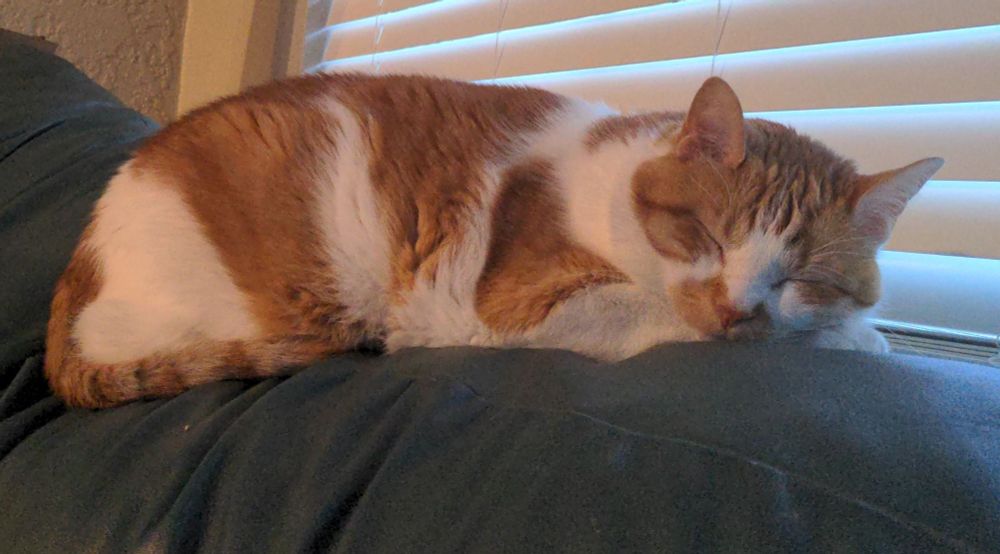 Orange and white tabby laying on the top of a couch with his eyes closed and his head resting on his paws