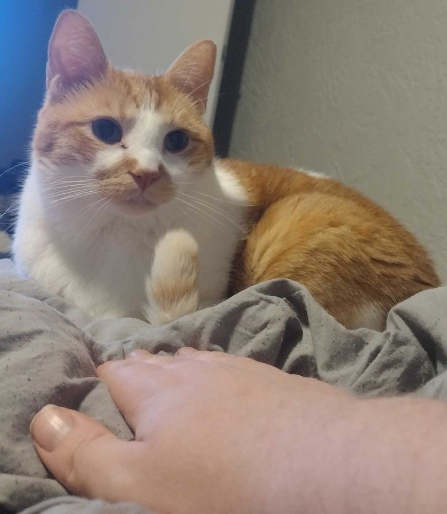 Orange and white tabby laying on a blanket with his tail sticking up and a hand reaching towards him